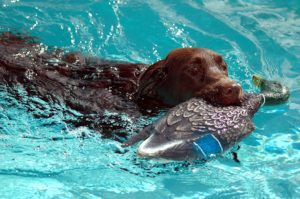 Chien labrador noir qui a chassé un oiseau